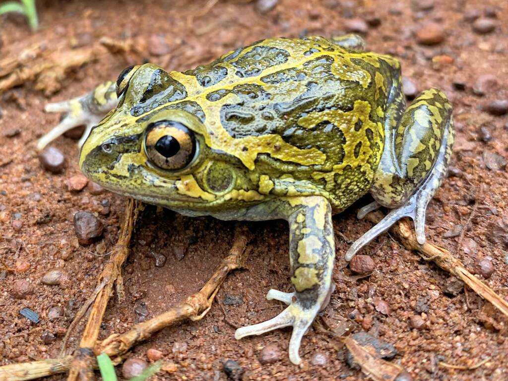 Long-footed Frog (Cyclorana longipes), Rum Jungle NT © Steven Burgess