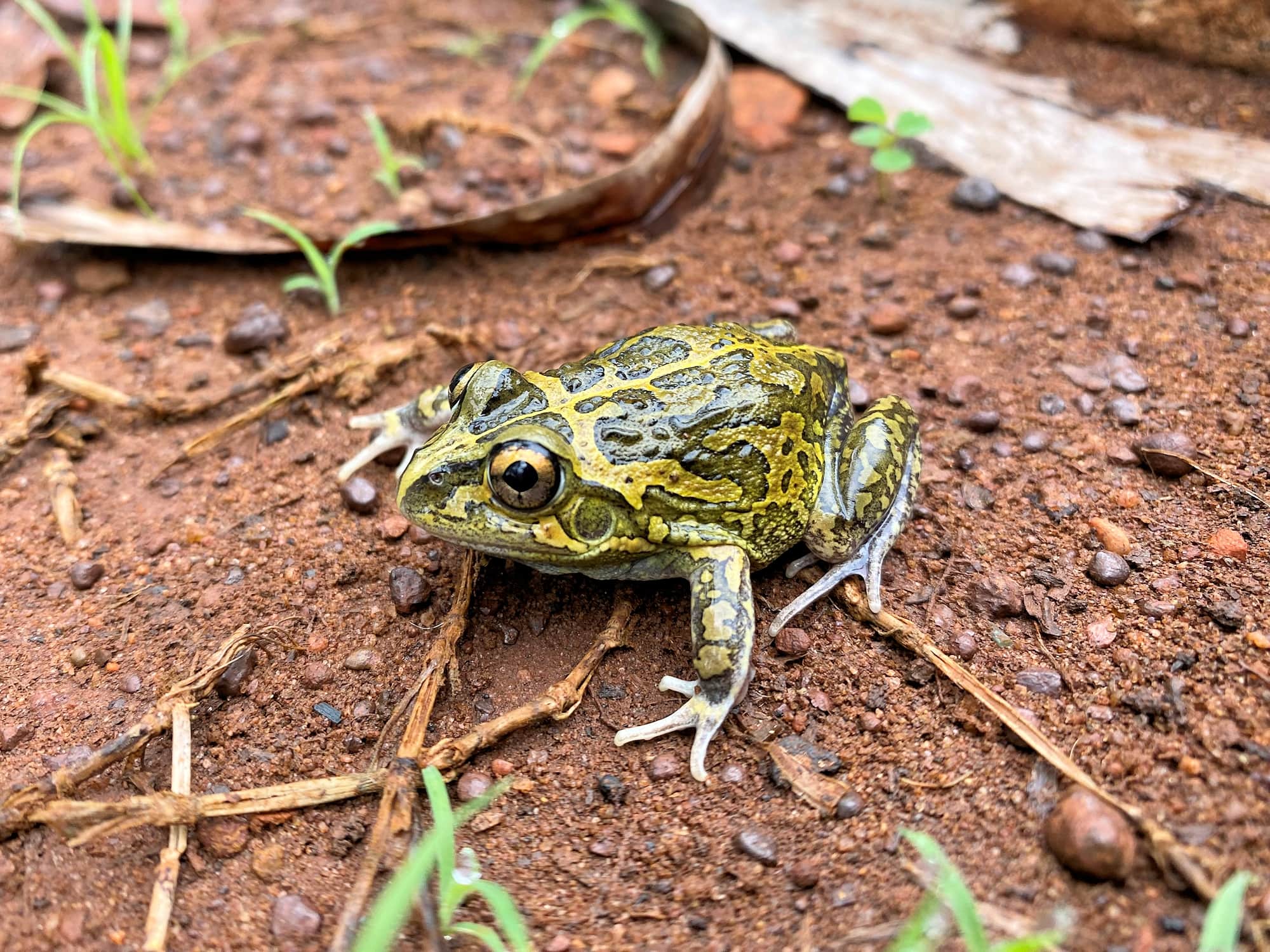 Long-footed Frog (Cyclorana longipes), Rum Jungle NT © Steven Burgess