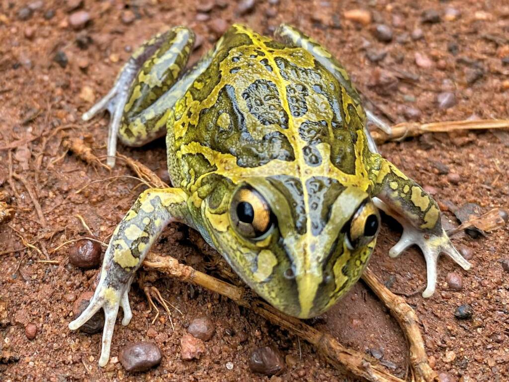Long-footed Frog (Cyclorana longipes), Rum Jungle NT © Steven Burgess