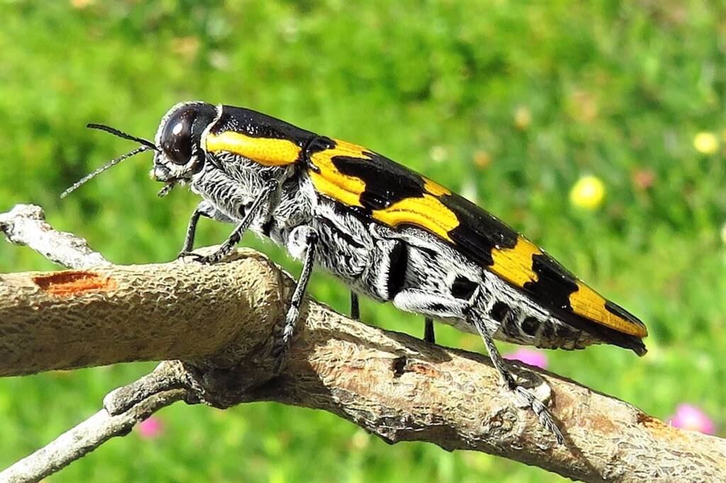Cyrioides imperialis, Bermagui NSW © Deb Taylor