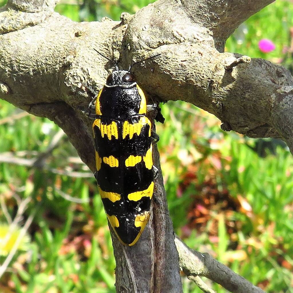 Cyrioides imperialis, Bermagui NSW © Deb Taylor