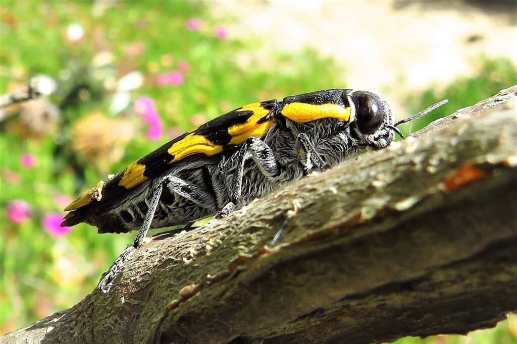 Cyrioides imperialis, Bermagui NSW © Deb Taylor