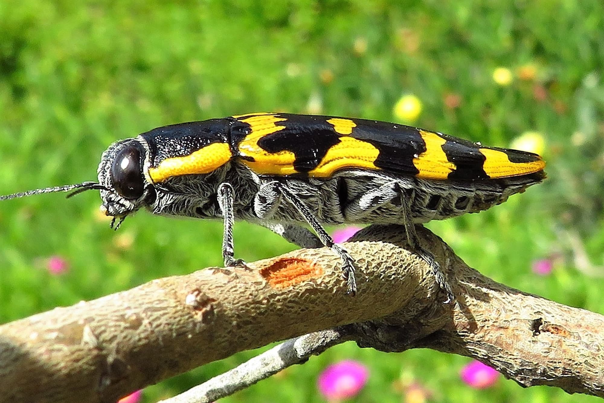 Cyrioides imperialis, Bermagui NSW © Deb Taylor