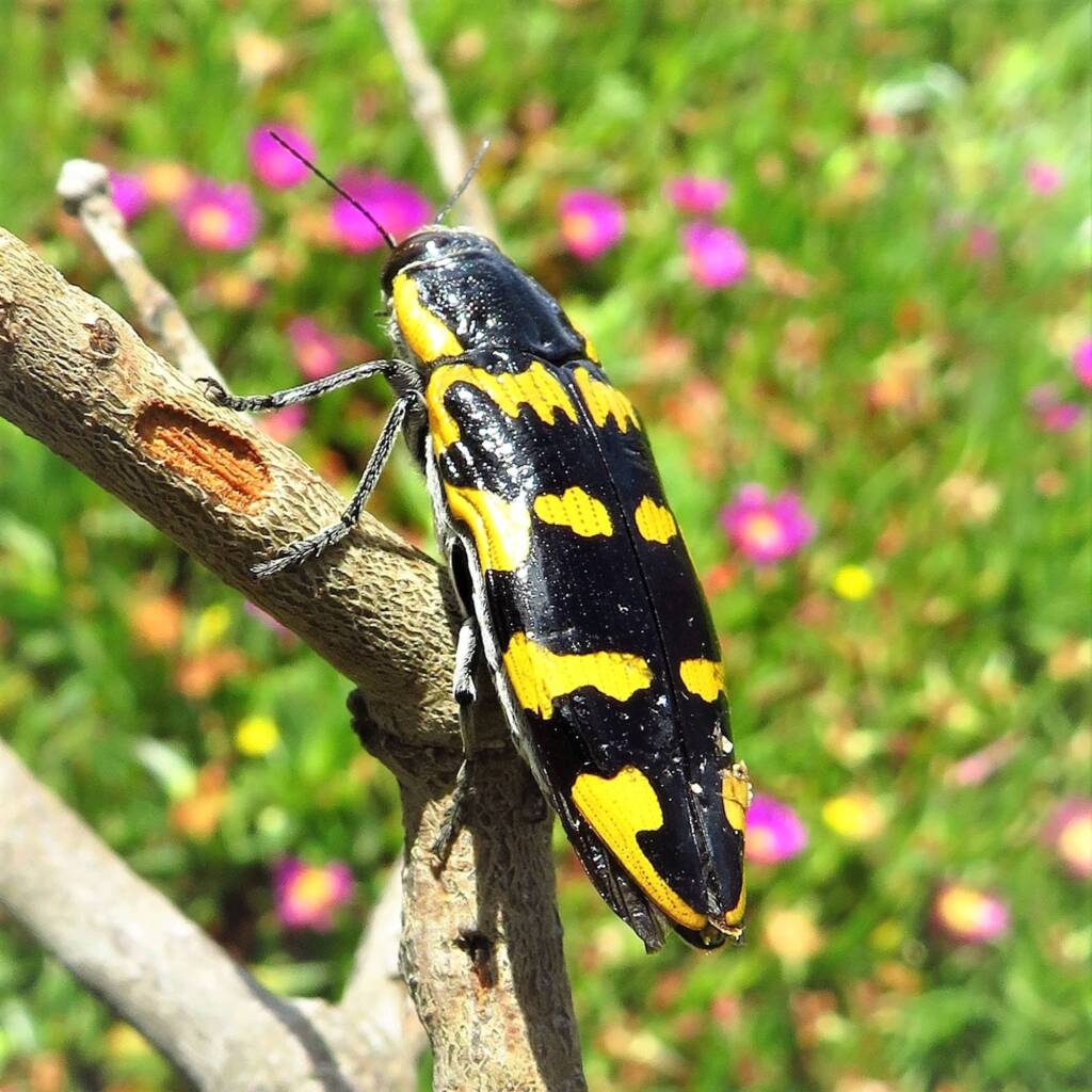 Cyrioides imperialis, Bermagui NSW © Deb Taylor