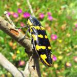 Cyrioides imperialis, Bermagui NSW © Deb Taylor