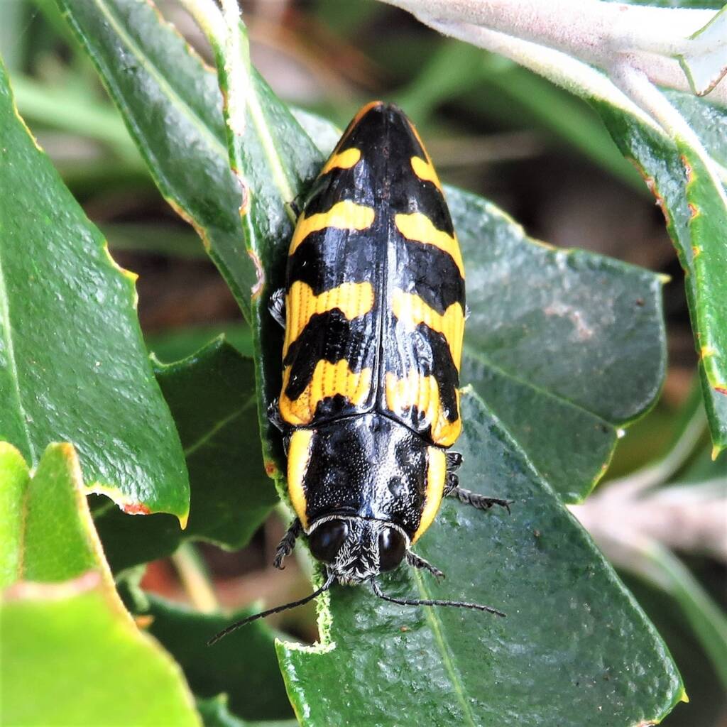 Cyrioides imperialis (on Banksia integrifolia), Bermagui NSW © Deb Taylor