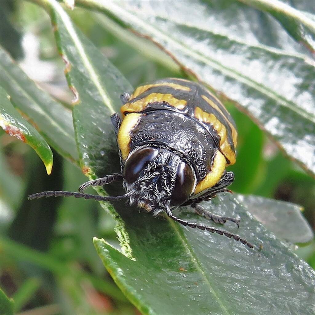 Cyrioides imperialis (on Banksia integrifolia), Bermagui NSW © Deb Taylor