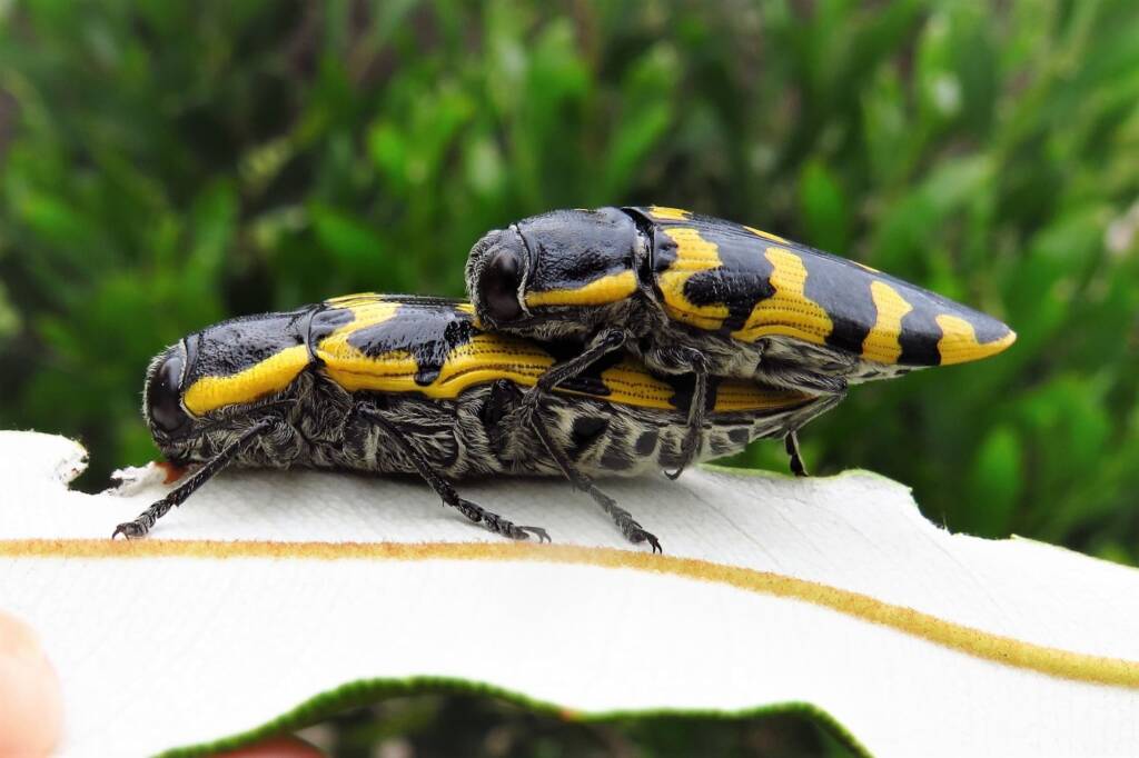 Cyrioides imperialis, Bermagui NSW © Deb Taylor