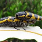 Cyrioides imperialis, Bermagui NSW © Deb Taylor