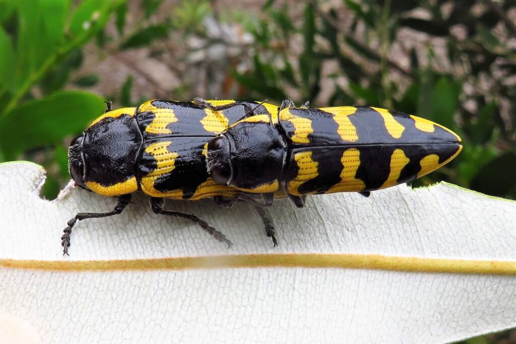 Cyrioides imperialis, Bermagui NSW © Deb Taylor