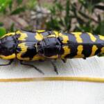 Cyrioides imperialis, Bermagui NSW © Deb Taylor