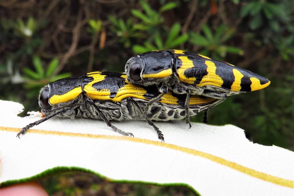 Cyrioides imperialis, Bermagui NSW © Deb Taylor