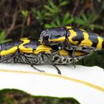 Cyrioides imperialis, Bermagui NSW © Deb Taylor