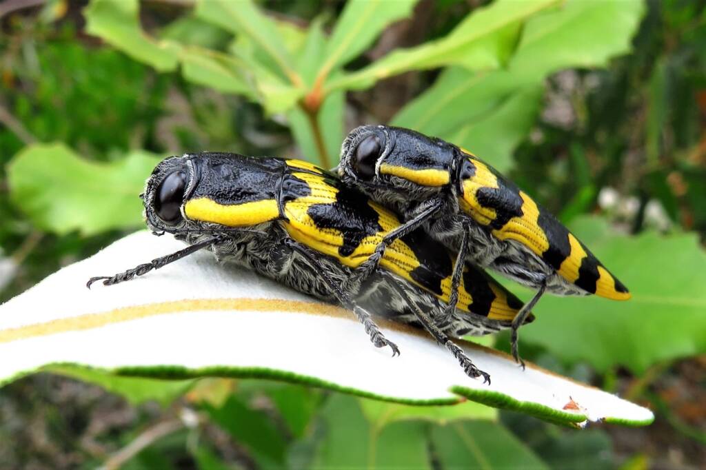 Cyrioides imperialis, Bermagui NSW © Deb Taylor
