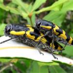 Cyrioides imperialis, Bermagui NSW © Deb Taylor