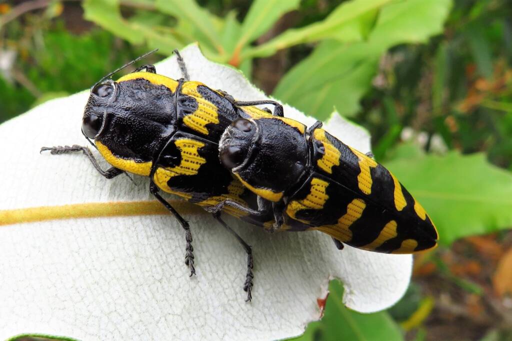 Cyrioides imperialis, Bermagui NSW © Deb Taylor