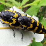 Cyrioides imperialis, Bermagui NSW © Deb Taylor