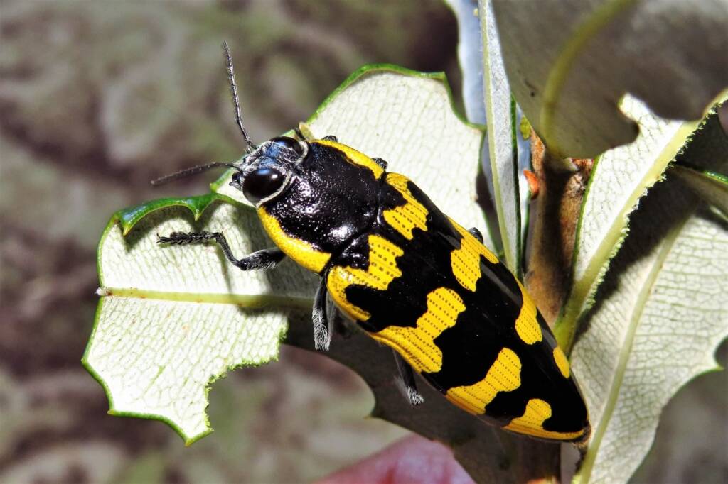 Cyrioides imperialis, Bermagui NSW © Deb Taylor