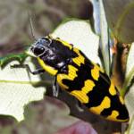 Cyrioides imperialis, Bermagui NSW © Deb Taylor