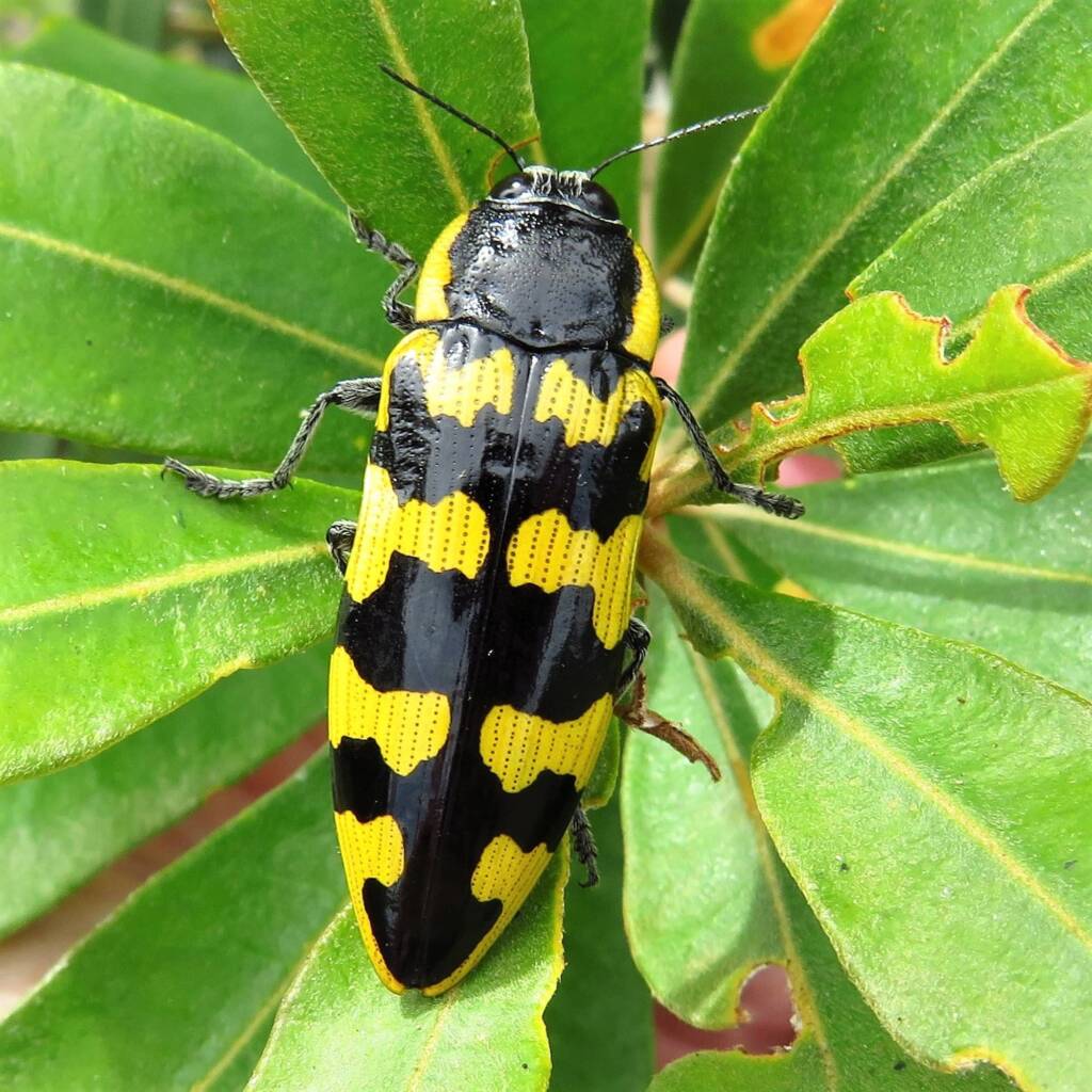 Cyrioides imperialis, Bermagui NSW © Deb Taylor