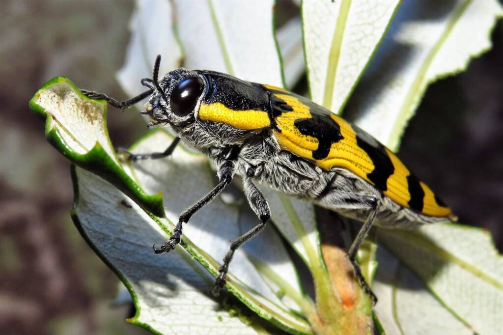 Cyrioides imperialis, Bermagui NSW © Deb Taylor