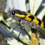 Cyrioides imperialis, Bermagui NSW © Deb Taylor