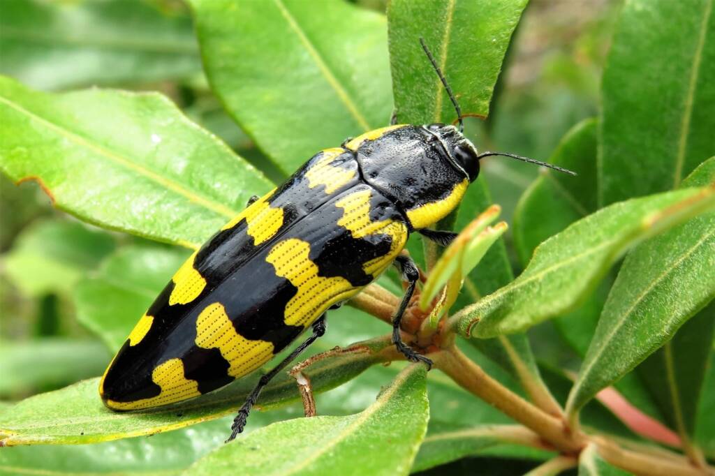 Cyrioides imperialis, Bermagui NSW © Deb Taylor