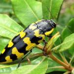 Cyrioides imperialis, Bermagui NSW © Deb Taylor