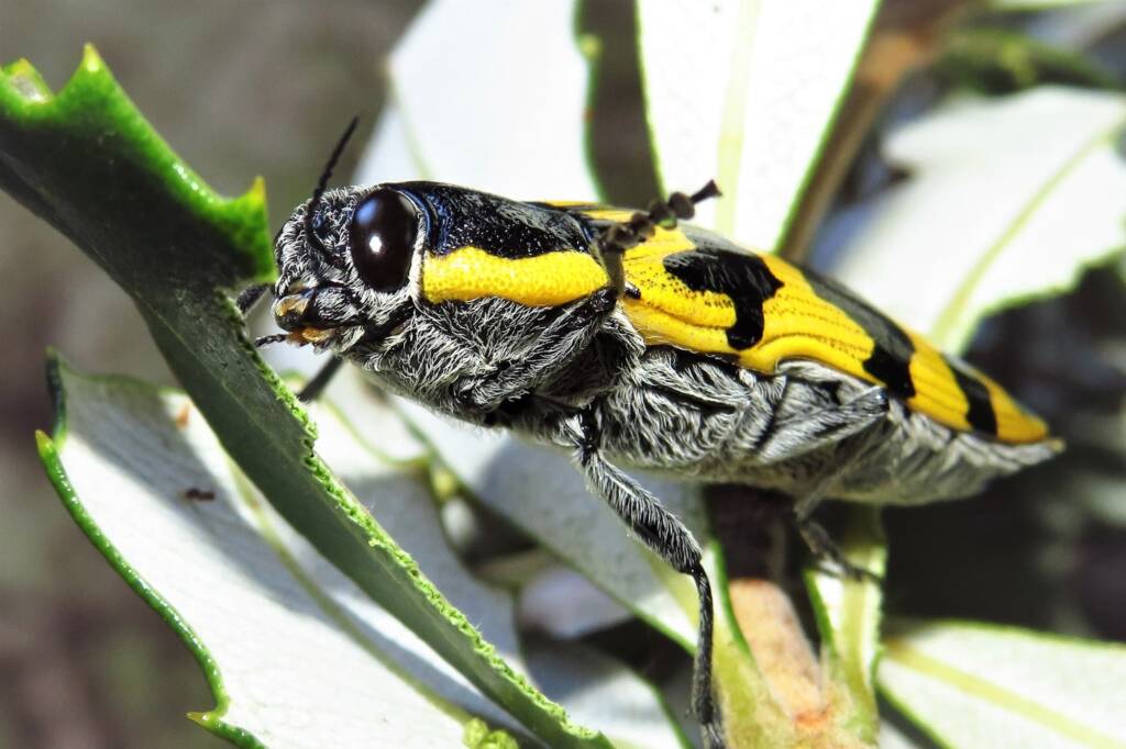 Cyrioides imperialis, Bermagui NSW © Deb Taylor
