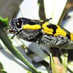 Cyrioides imperialis, Bermagui NSW © Deb Taylor