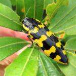 Cyrioides imperialis, Bermagui NSW © Deb Taylor
