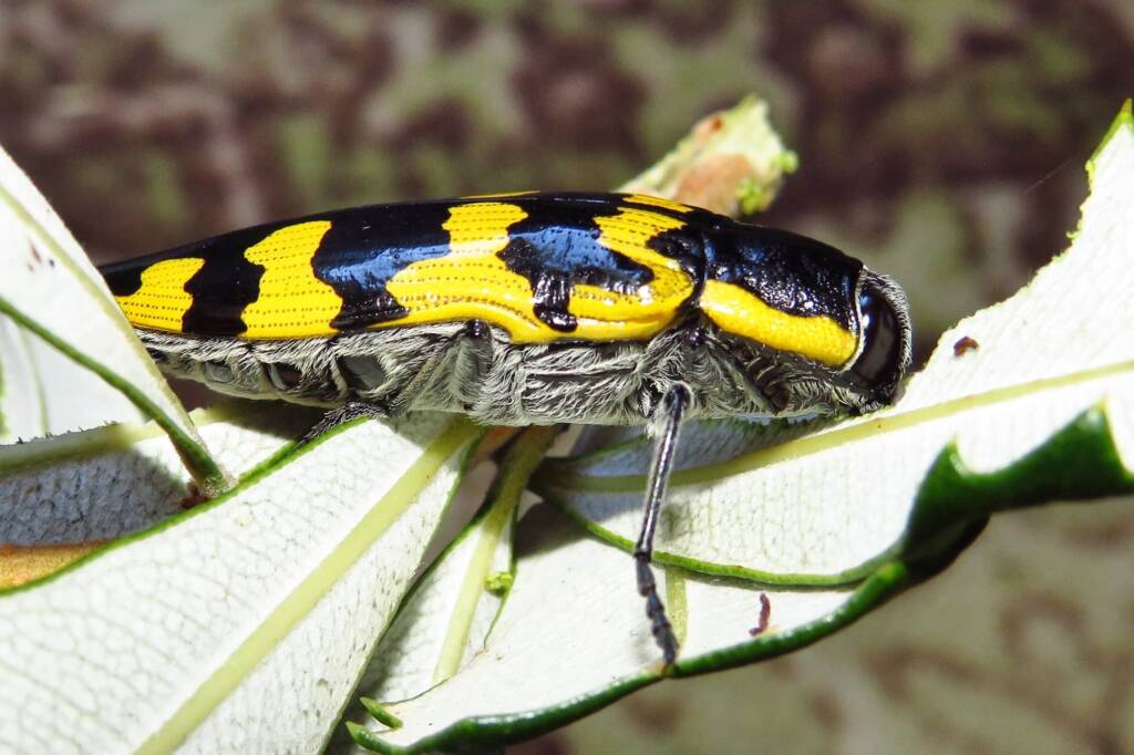 Cyrioides imperialis, Bermagui NSW © Deb Taylor