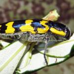Cyrioides imperialis, Bermagui NSW © Deb Taylor