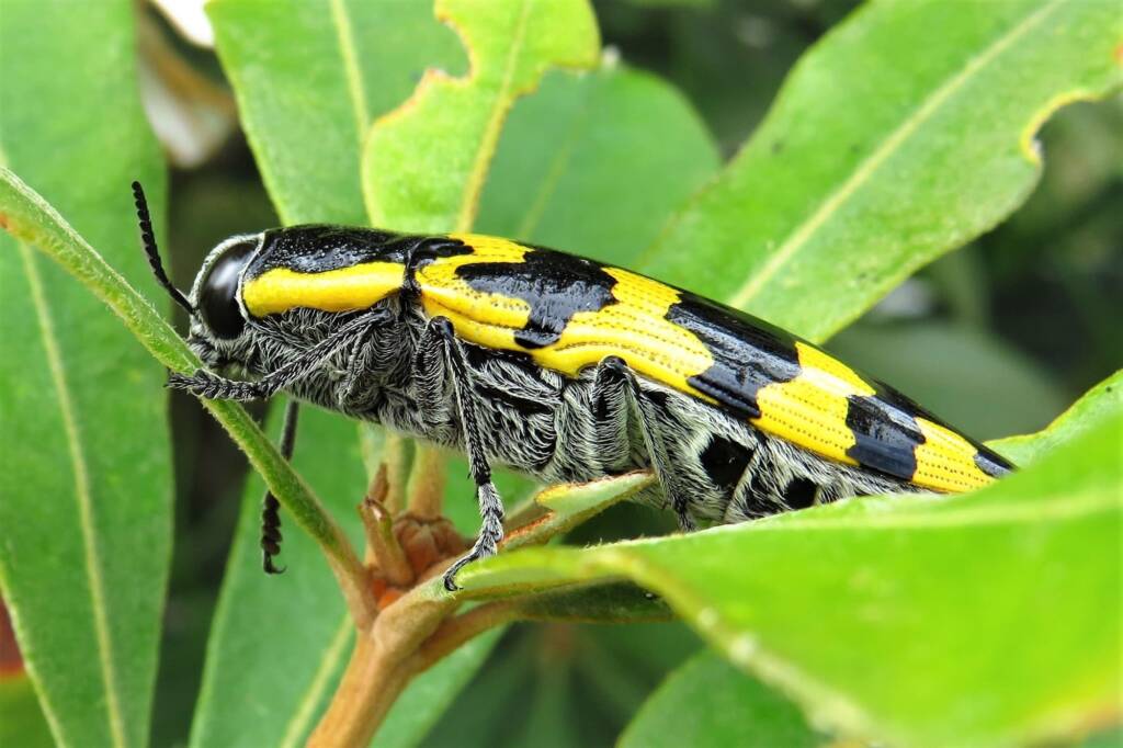 Cyrioides imperialis, Bermagui NSW © Deb Taylor