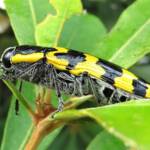 Cyrioides imperialis, Bermagui NSW © Deb Taylor