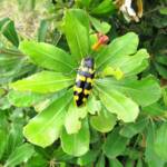 Cyrioides imperialis, Bermagui NSW © Deb Taylor