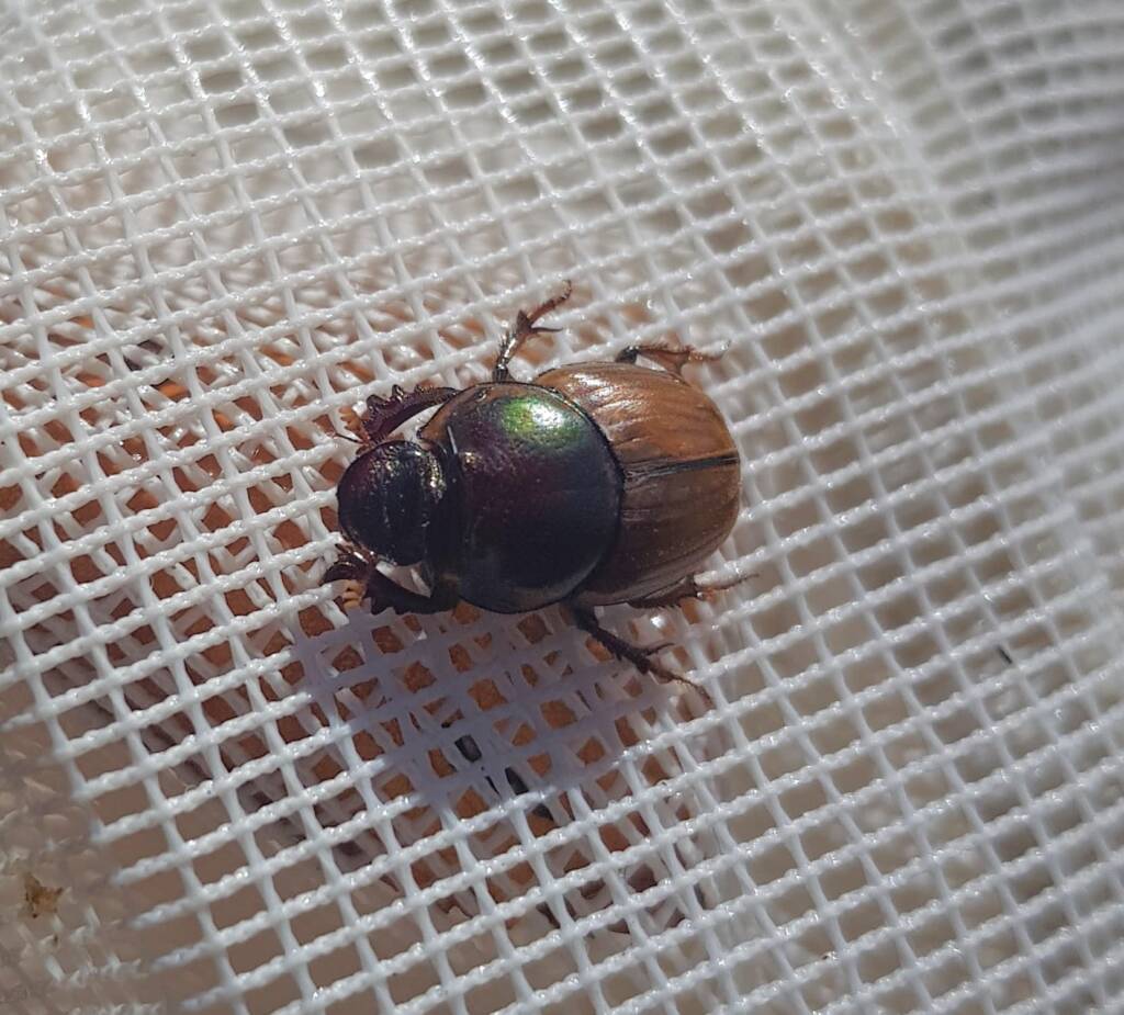 Digitonthophagus gazella, Alice Springs NT