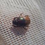 Digitonthophagus gazella, Alice Springs NT
