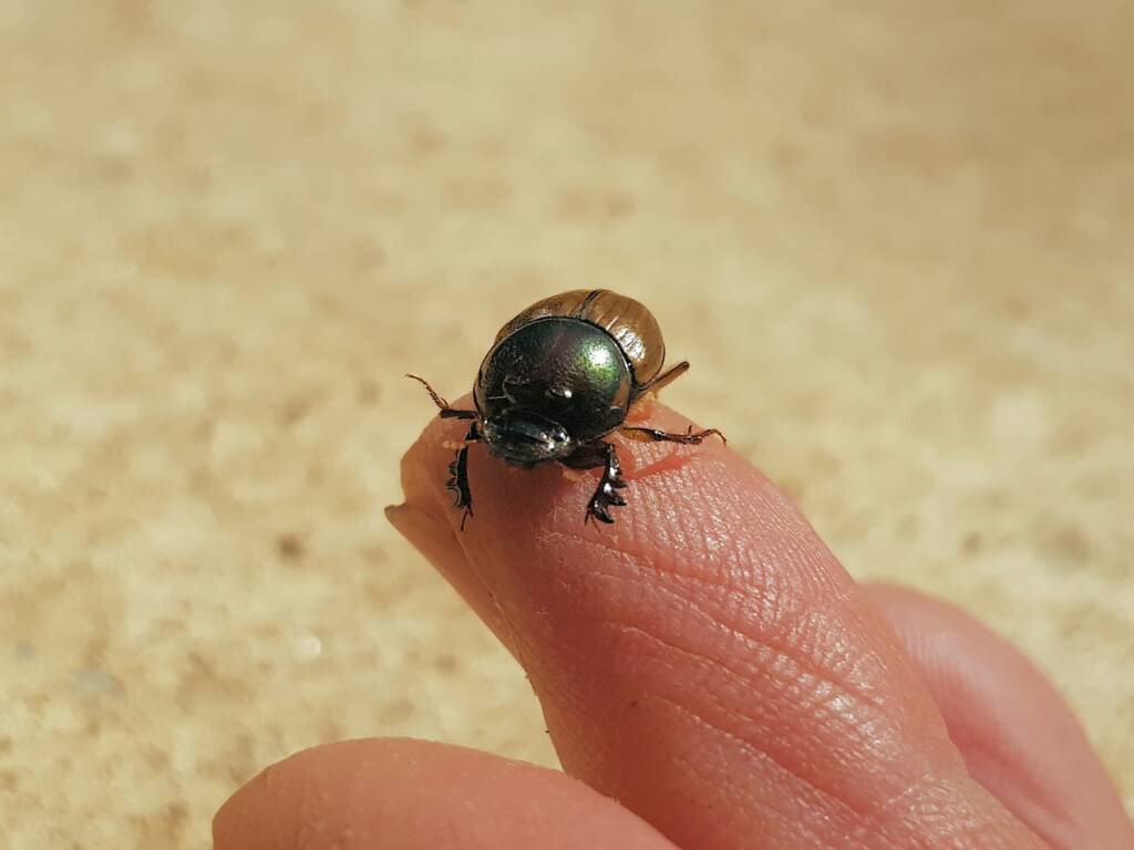 Digitonthophagus gazella, Alice Springs NT