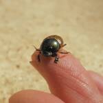 Digitonthophagus gazella, Alice Springs NT