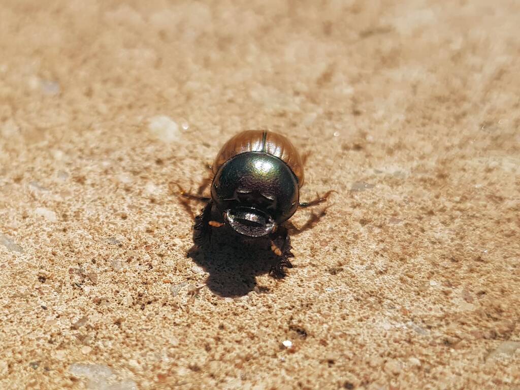 Digitonthophagus gazella, Alice Springs NT