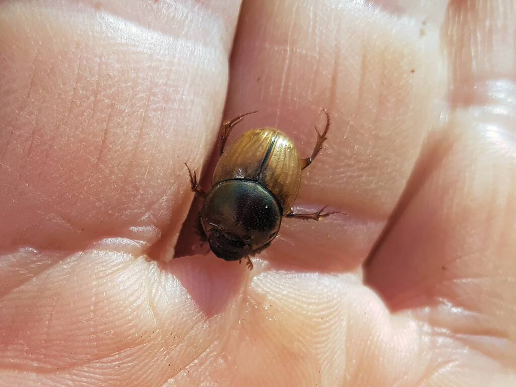 Digitonthophagus gazella, Alice Springs NT