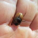 Digitonthophagus gazella, Alice Springs NT