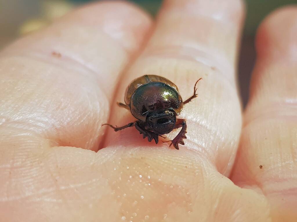 Digitonthophagus gazella, Alice Springs NT