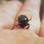 Digitonthophagus gazella, Alice Springs NT