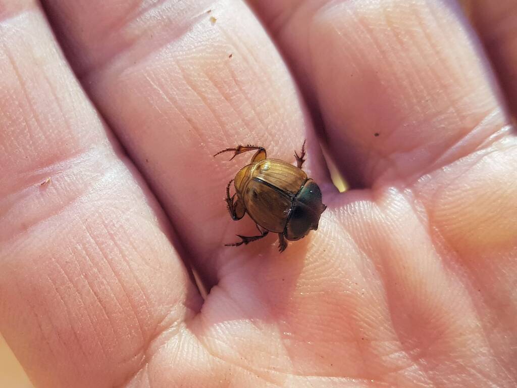Digitonthophagus gazella, Alice Springs NT