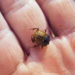 Digitonthophagus gazella, Alice Springs NT