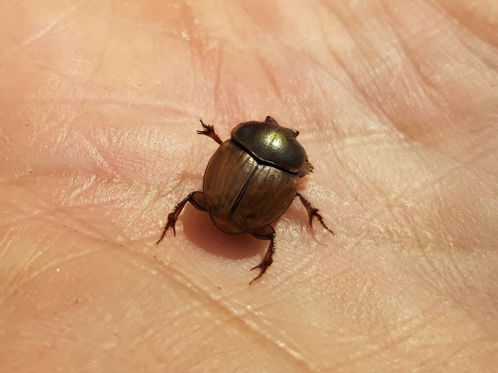 Digitonthophagus gazella, Alice Springs NT