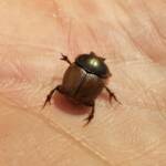 Digitonthophagus gazella, Alice Springs NT