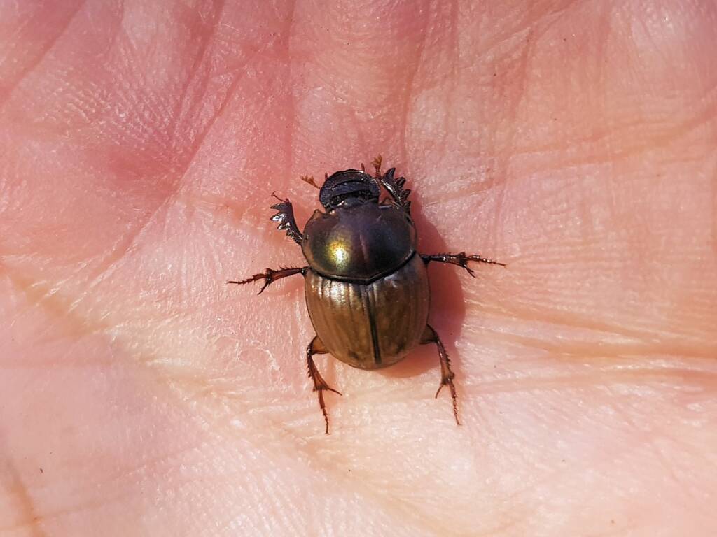 Digitonthophagus gazella, Alice Springs NT